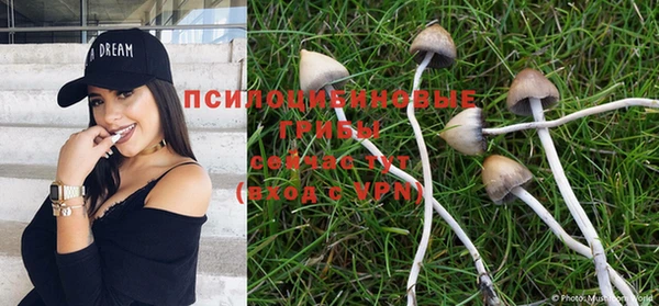 apvp Бородино